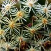 Mammillaria _schiedeana ssp.giselae_ 04